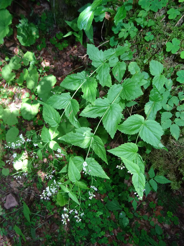 Veronica urticifolia - Plantaginaceae